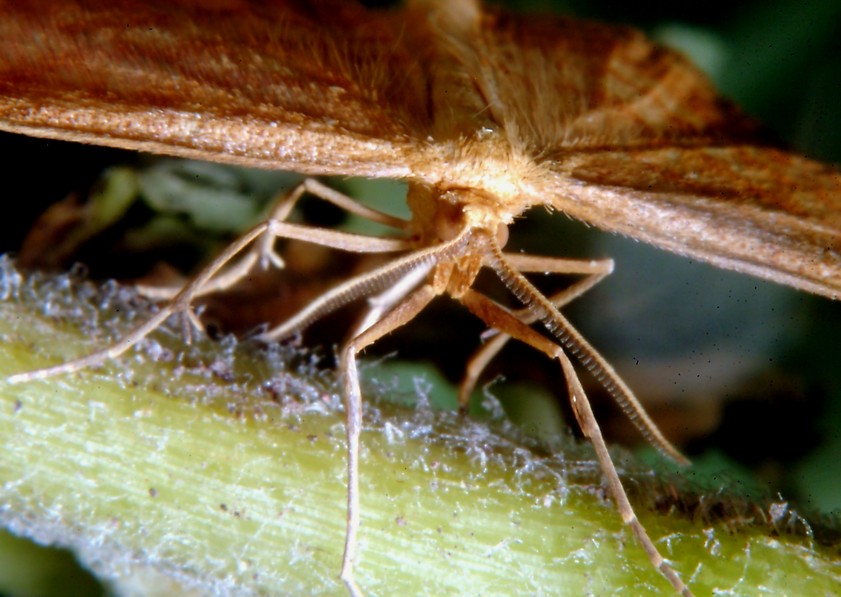 Idaea ochrata